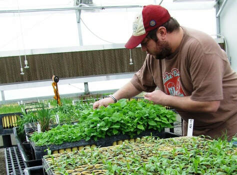 A graduate student at the University of Northern Iowa tends to plants in the greenhouse
